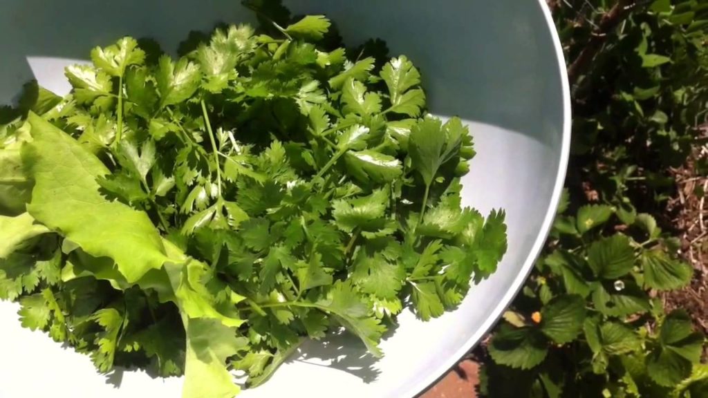Daily Harvest From Food Forest