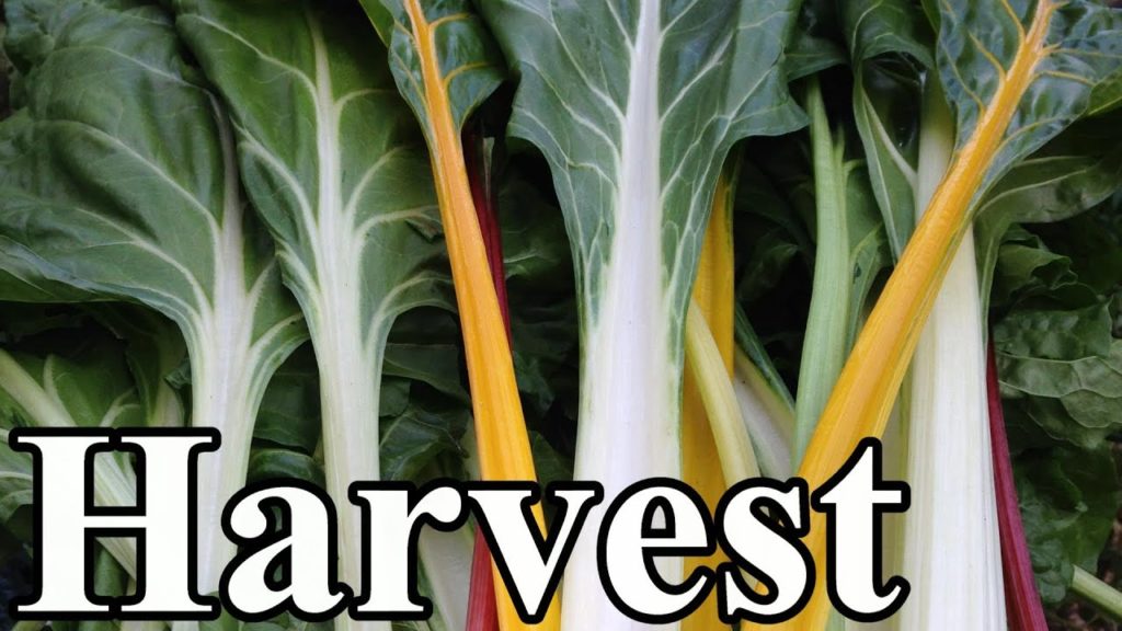 What We're Harvesting from the OYR Garden in September (Zone 5)