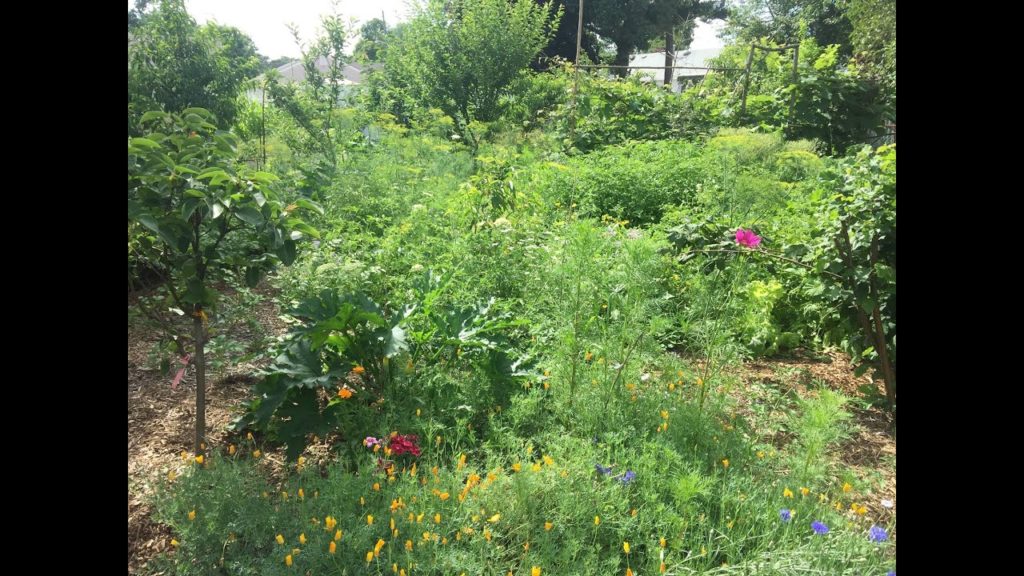 The Allotment Challenge
