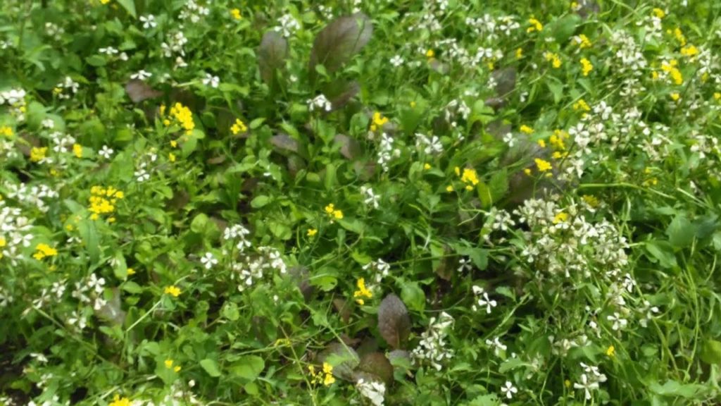 My Favorite Source For Seeds