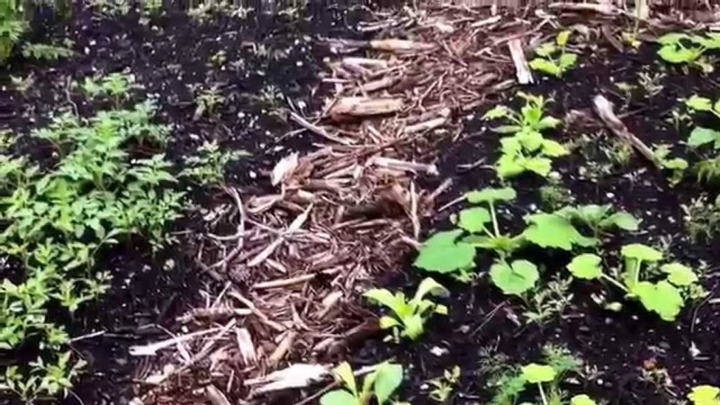 Permaculture Garden, The Two Aspects For A Healthy Food Forest