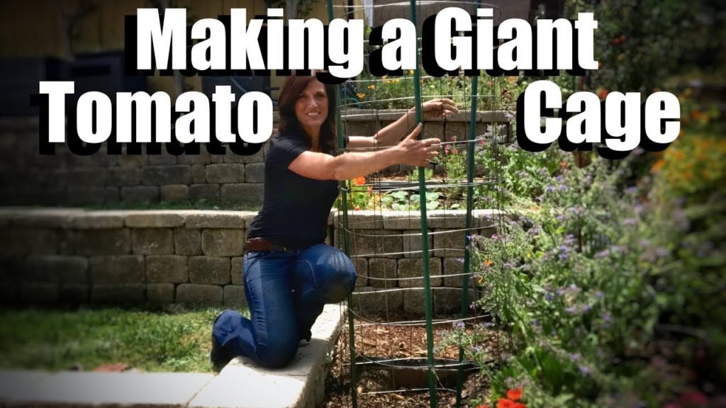 Grow Large Tomatoes: How to Make a Giant Tomato Cage & Plant a Tomato//Beefsteak Tomato Challenge #4