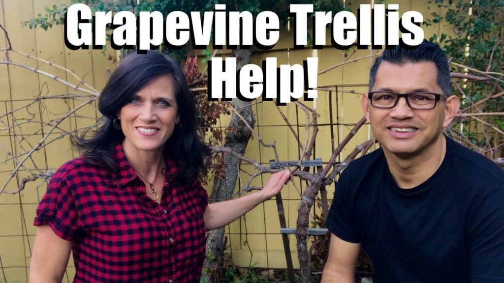 Grapevine Trellis Problem - Help! And Moving Indoor Plants Outside