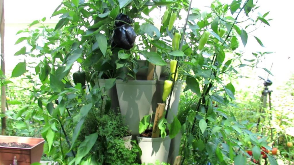 How to Grow 30 Pepper & Herb Plants in a 3x3 Foot Space: Vertical Container Gardening Basics