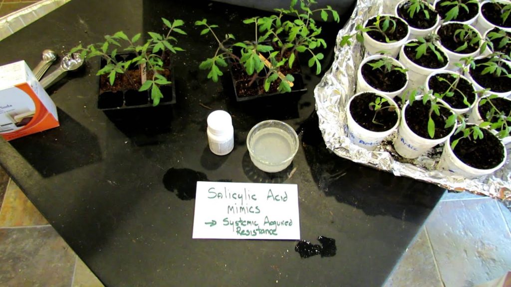 60 Seconds or Sow: How to Use Aspirin to Strengthen Tomato Defenses  (SAR) - The Rusted Garden 2013