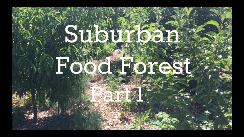 Suburban Food Forest, July 6th Part 1