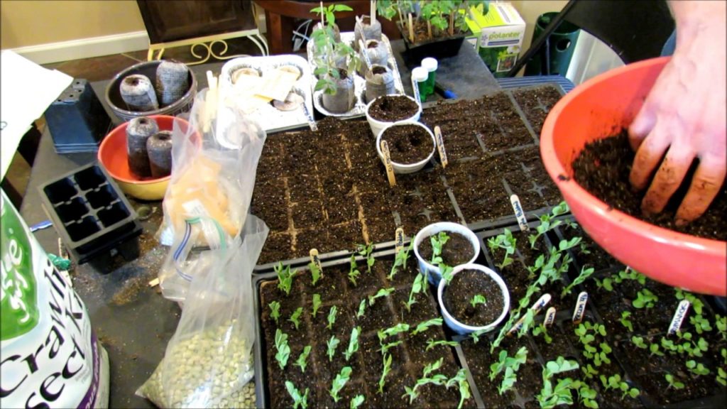 A Complete Guide to Seed Starting Peas: Container & Ground Planting, Fertilizing,  Frost & Rabbits