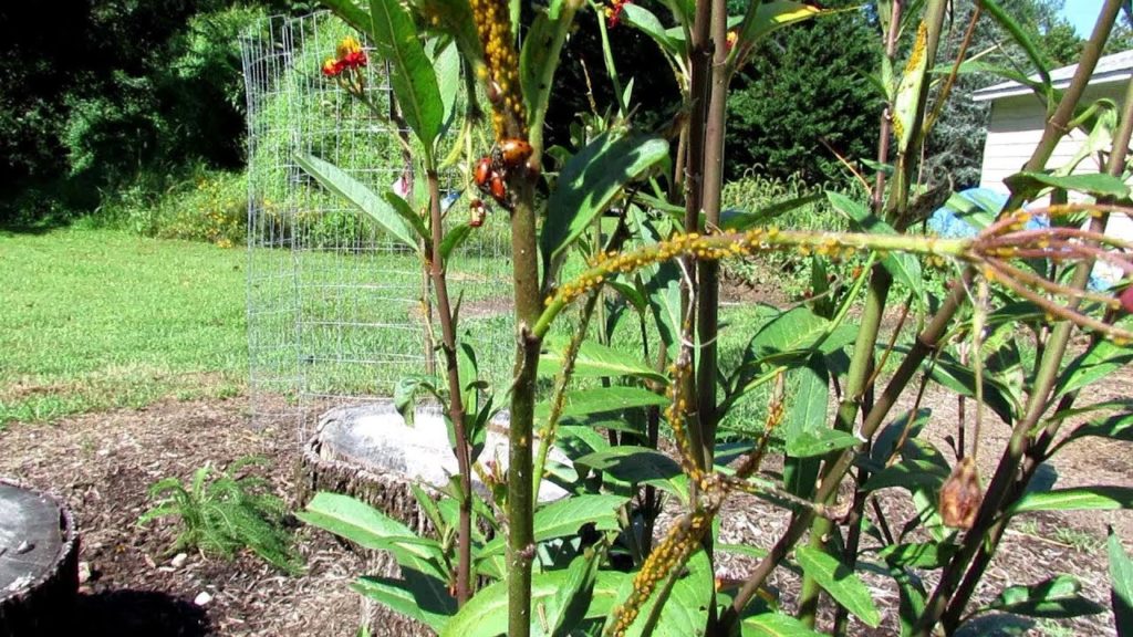 Releasing & KEEPING LadyBugs in Your Garden: 4 Keys Aphids, Water, Shelter & Food Attracting Plants