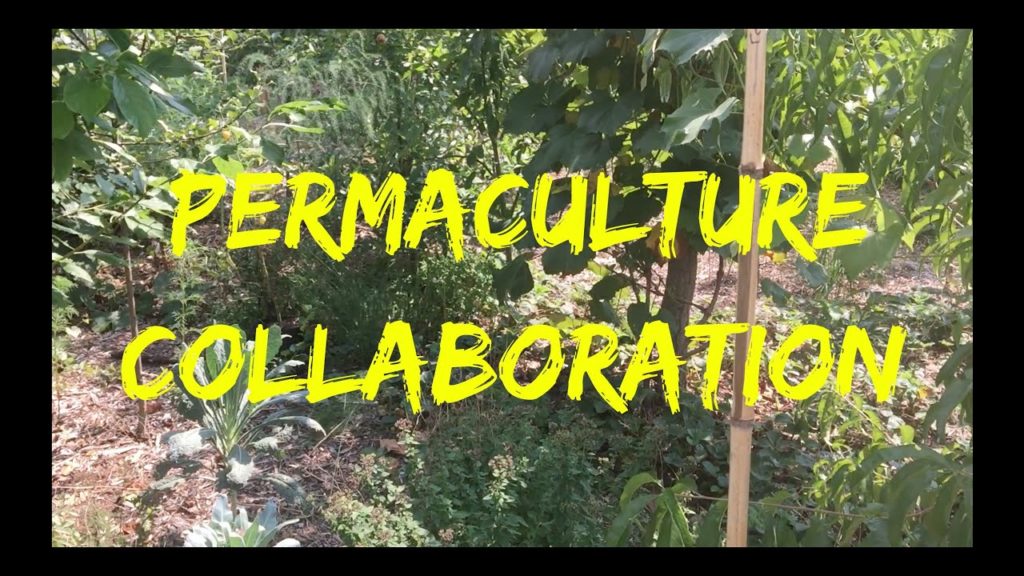 Permaculture Homestead Collaboration