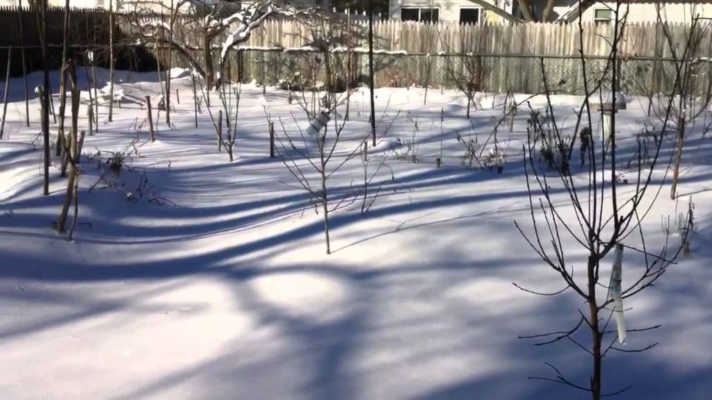 Dogs in the snow