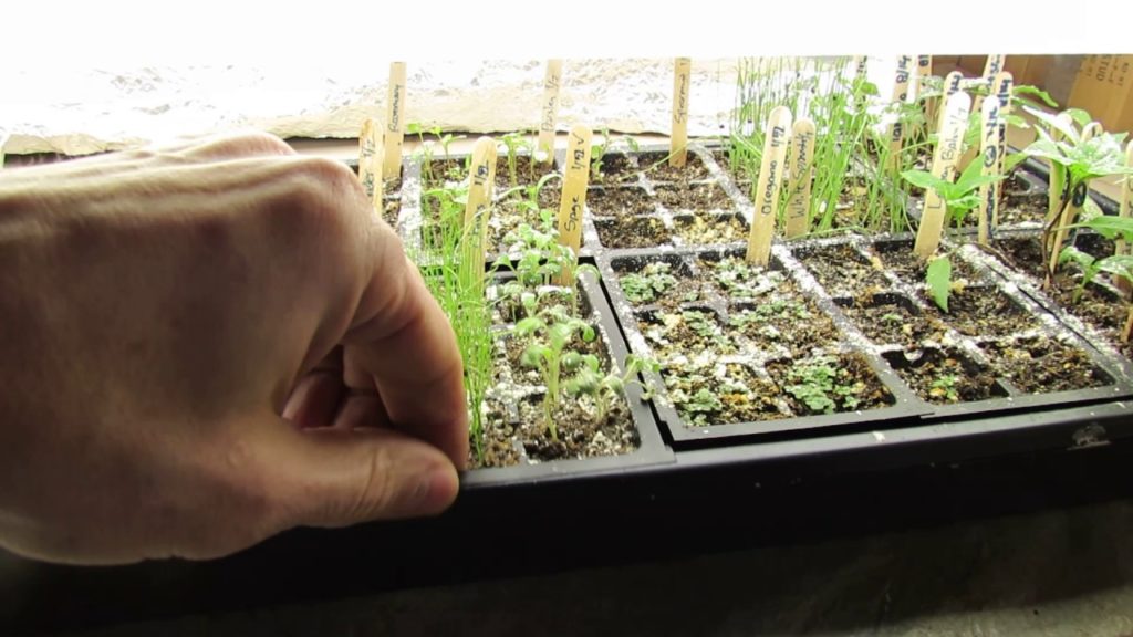 Design Principles for a Grow-lIght Station: Germination Keys,  Lighting, Timers,  Pest Control