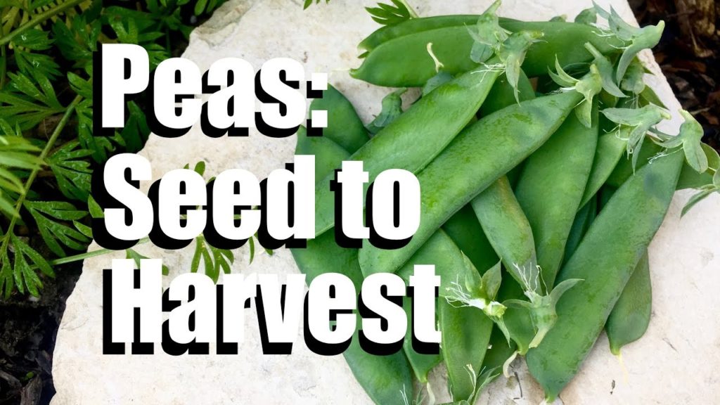 How to Grow Peas from Seed to Harvest // Gardening Coast2Coast #1