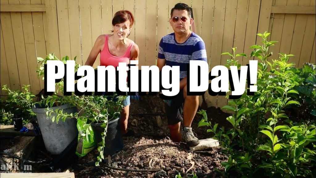 Planting, Irrigation, Moving MORE Garden Beds - the Garden is a Mess! // Living Wall #3