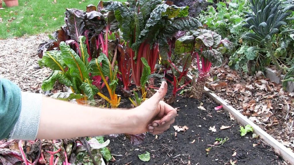 Cleaning Up The Garden