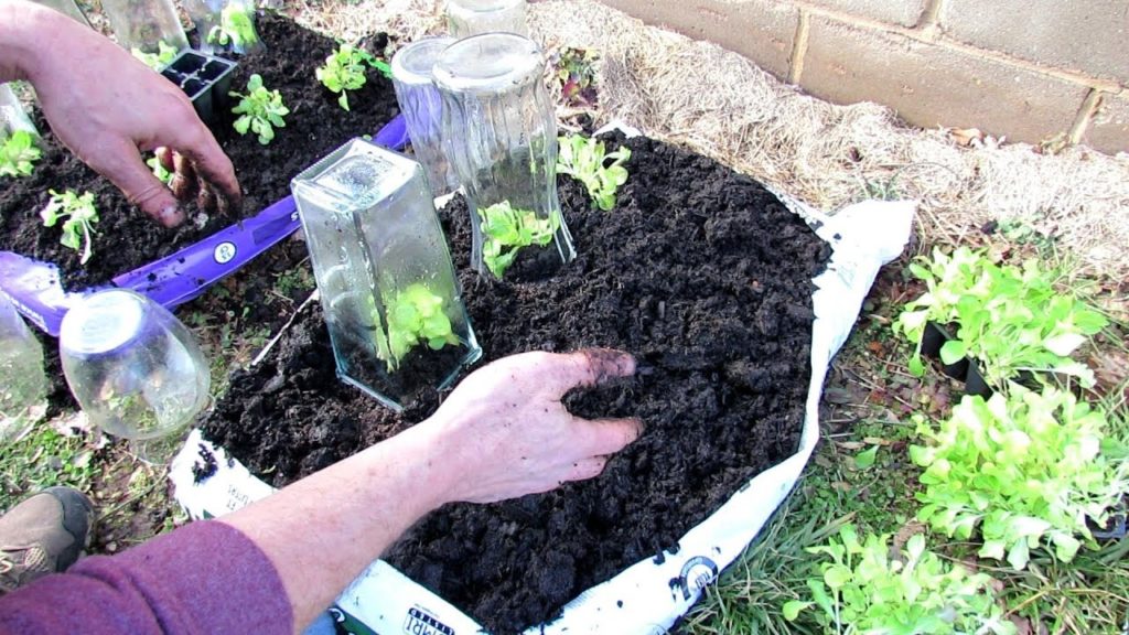 How to Easily Grow Lettuces & Greens Using Basic Grow Bags: Use Vases as Cloches & Grow in Winter!