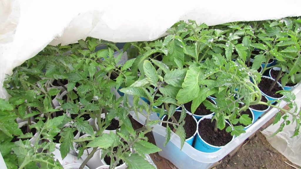 Unexpected Frost and Tomato Damage:  Tips and Lessons Learned