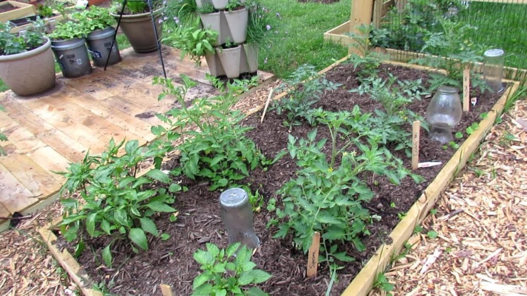 Tour 8 2019: TRG Homestead  - Grand-Puppy, Growth, Tomatoes & Peppers are In!, Prevention Planning