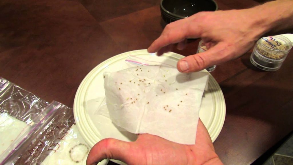 How to Test Germinate Vegetable Seeds (Tomatoes): Know Before You Grow!: The Rusted Garden 2014