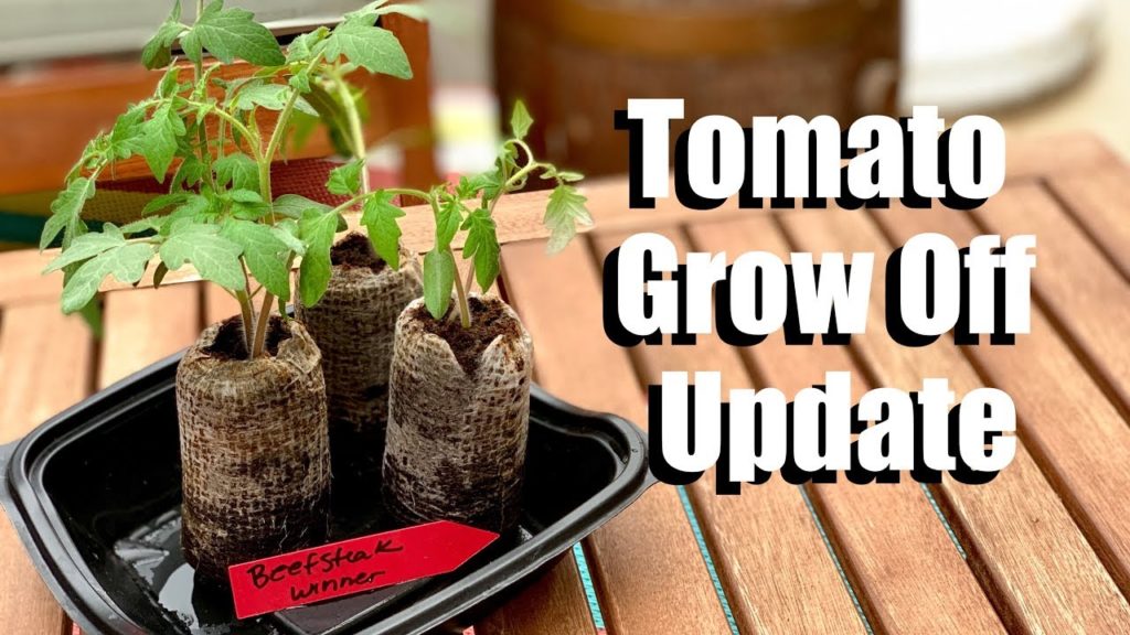 Tomato Grow Off 2019 UPDATE - Fertilizing Seedlings and 2nd Plant Entry