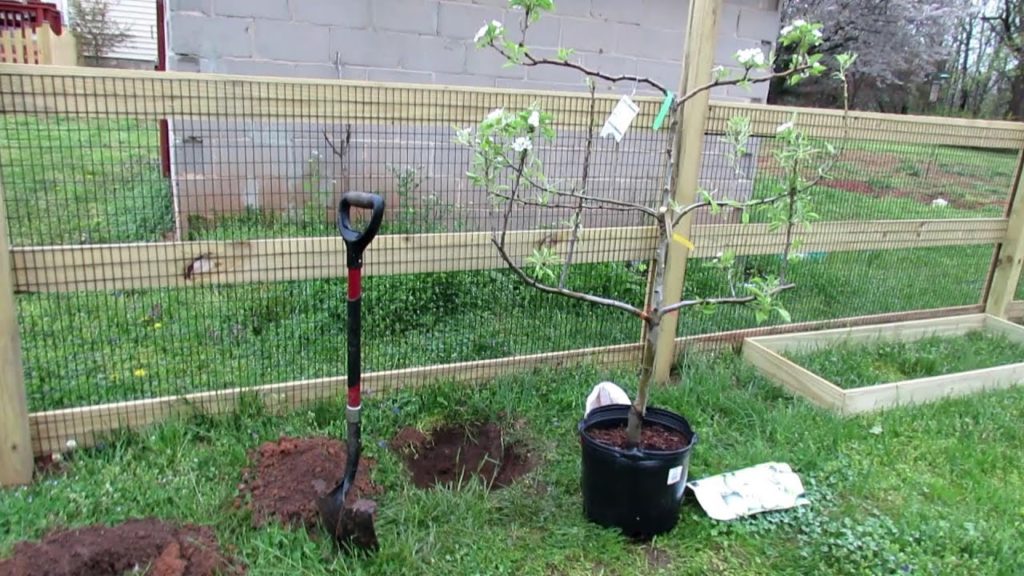 How to Easily and Organically Plant  a Fruit Tree in Your Garden: All the Steps!