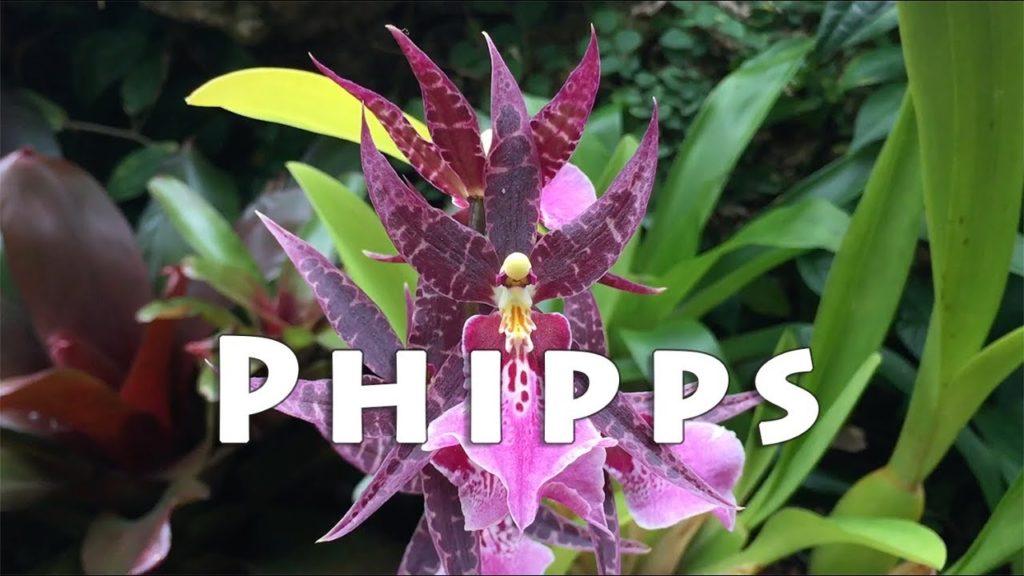 To Parts East | A Day in Pittsburgh at Phipps Conservatory | Kaye's Vlog