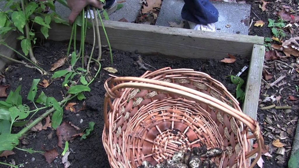Our First Organic Sunchoke Harvest | MIgardener