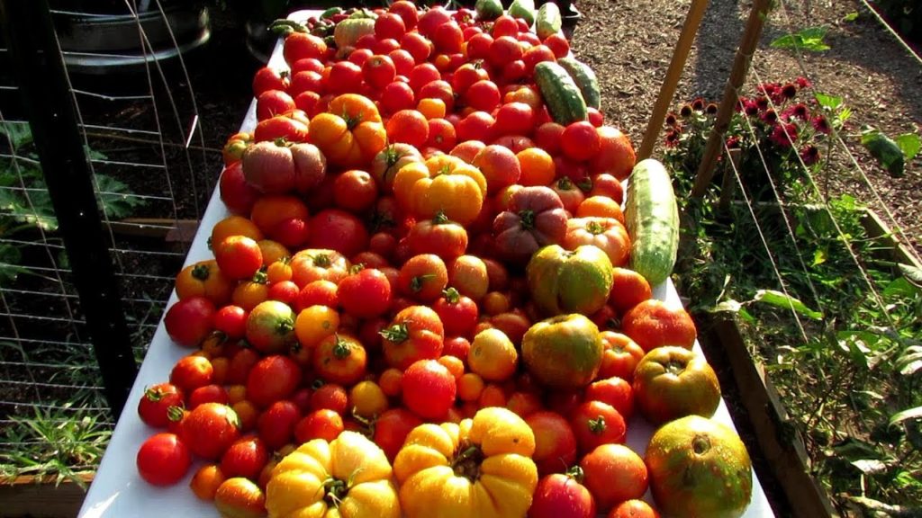 A Really Big Tomato Harvest: Plant Tomatoes in Waves & Growing Tomatoes in a Vertical Tower
