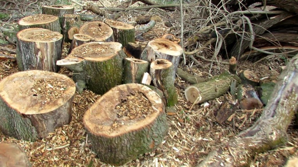 Tour 3 2019:  TRG Homestead - New Planting Beds,  Edible Landscaping, Shop Refund, Mushroom Forrest