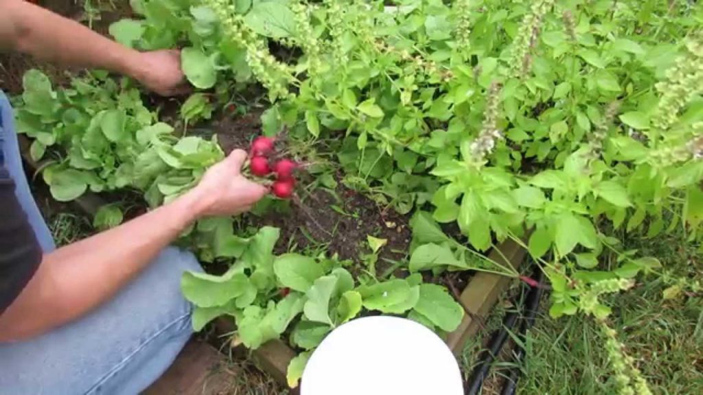 Harvesting Fall Radishes & Planting Tips for a Cool Weather Vegetable - TRG 2014