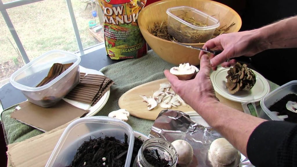An Experiment: Growing Mushrooms - Failure,  Damp Substrates, Cardboard & Slivers 3 of 6 TRG 2015
