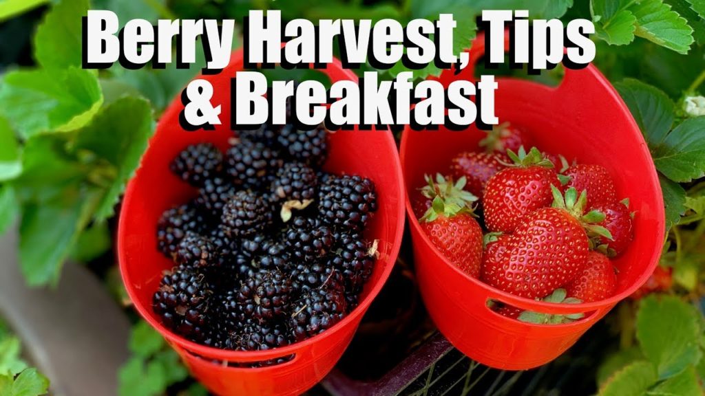 Strawberry, Blackberry Harvest, Tips & Breakfast Berry Smoothie Bowl Recipe 🍓