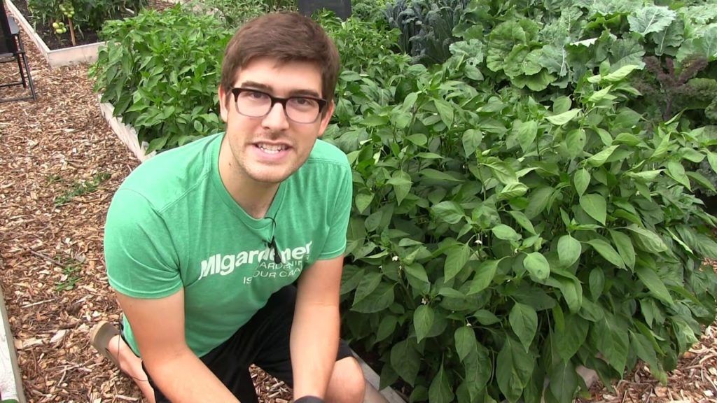 STOP Worrying About Tiny Holes, Curling leaves, and A Few Pests!