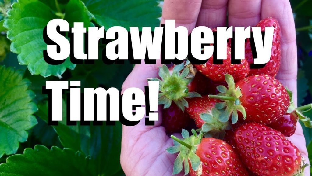 Strawberry Crate Towers - How to Plant New Strawberries, Refresh the Soil and Fertilize for Spring