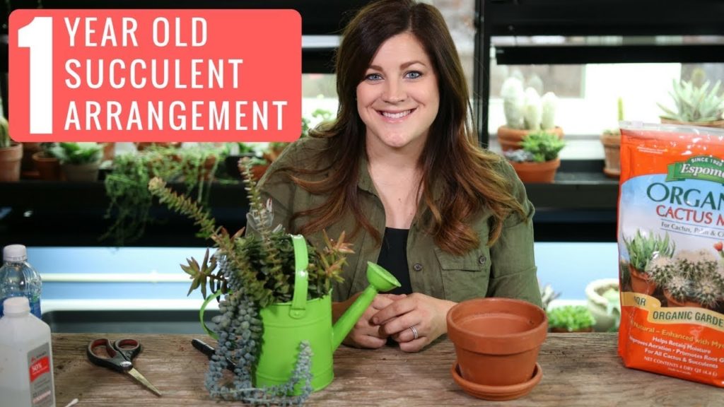 1 Year Old Succulent Arrangement // Garden Answer
