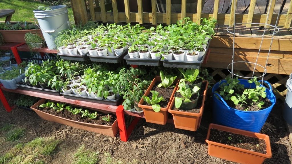 My First Container Garden: Shelving & Container Set- Up, Making Soil, Planting & Fertilizing