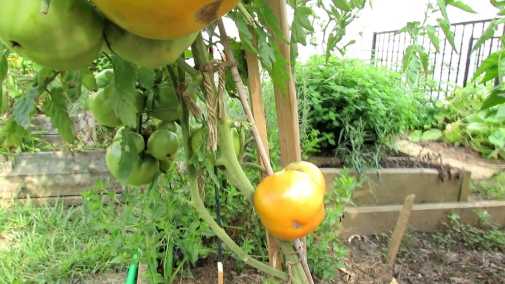 Tomato Profile: The 'Orange Kentucky Beefsteak' Heirloom Tomato