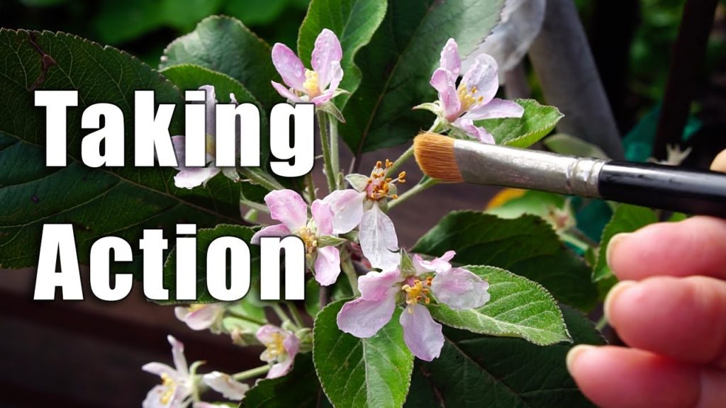 Garden Workday | Garden Tour Update, Planting, Issues | Los Angeles