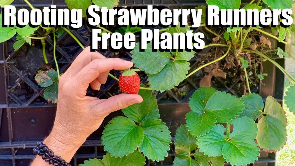 How to Root Strawberries from Runners, Keeping Strawberries Producing & Strawberry Types Explained🍓