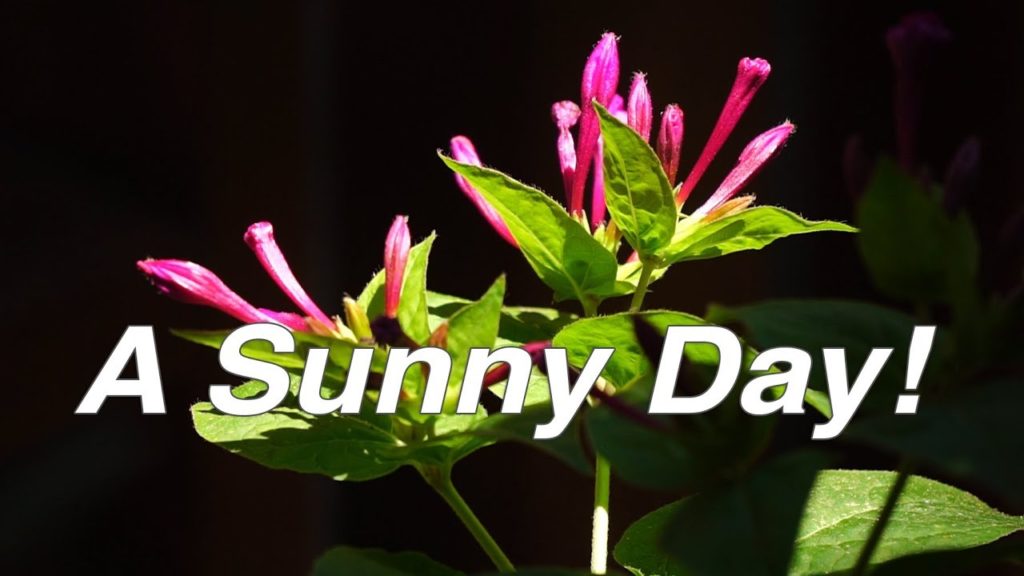 HIGH NOON - Rare Sunny Day in the Garden | Vlog