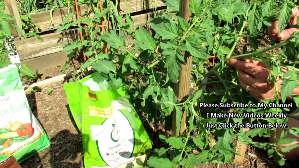 How to Grow Large Beefsteak Tomatoes:  Detailed Pruning/Suckers, Top Dressing, Spraying 3of6