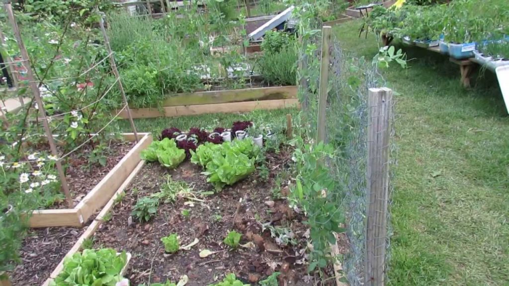 Gary Pilarchik: Basic Methods for Trellising Spring and Fall Peas: Two Seasons! – The Rusted Garden 2013 Basic Methods for Trellising Spring and Fall Peas: Two Seasons! - The Rusted Garden 2013