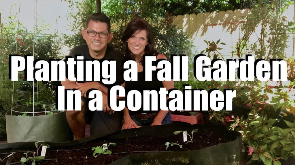 How to Plant Fall Garden Seedlings in Containers with CaliKim & CameraGuy // Fall Garden Series #3