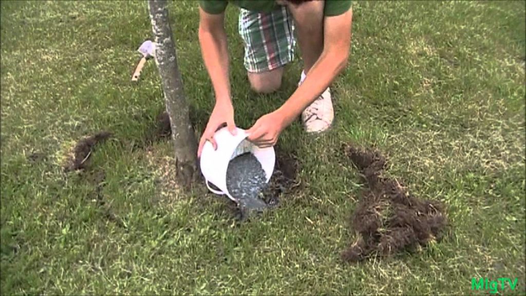 MIgardener: How To fertilize an Established Plant or Tree How To fertilize an Established Plant or Tree