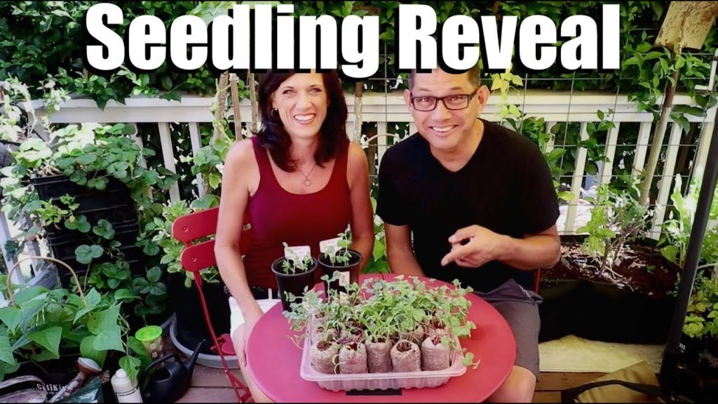 CaliKim: How to Water, Fertilize & Transplant Seedlings, Seedling Reveal // Fall Garden Series #2 How to Water, Fertilize & Transplant Seedlings, Seedling Reveal // Fall Garden Series #2