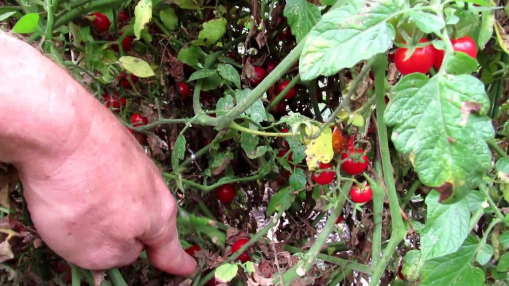 Gary Pilarchik: The #1 Small Cherry Tomato I Recommend: Prolific, Disease Resistant, Sweet & Non-Cracking The #1 Small Cherry Tomato I Recommend: Prolific, Disease Resistant, Sweet & Non-Cracking