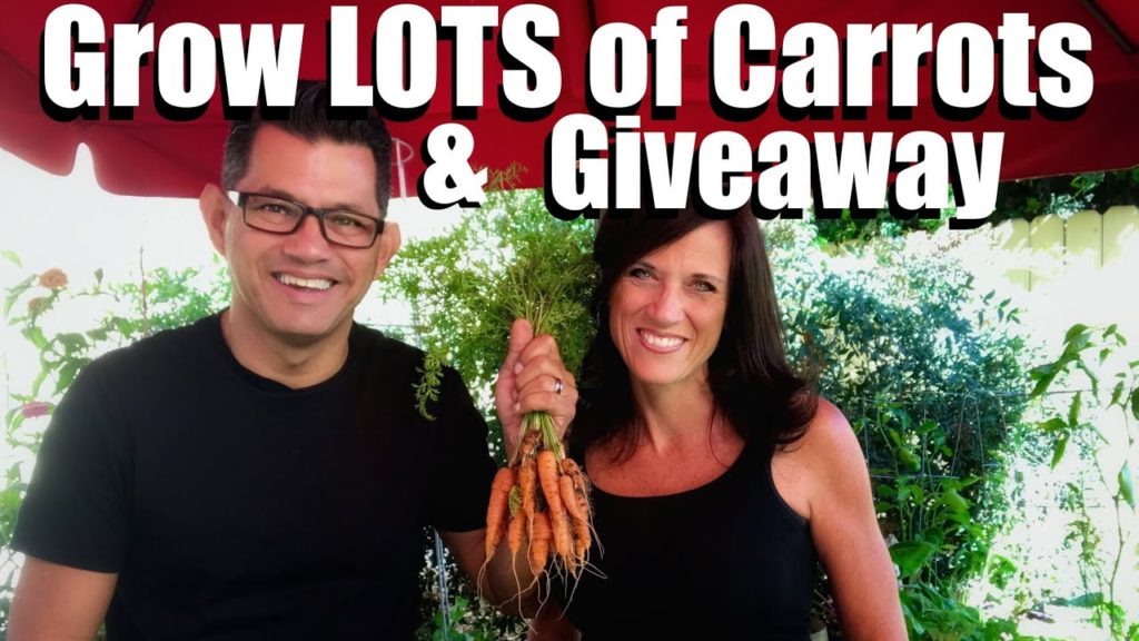 CaliKim: 3 Tips to Grow LOTS of Carrots & Giveaway // Fall Garden Series #5 3 Tips to Grow LOTS of Carrots & Giveaway // Fall Garden Series #5
