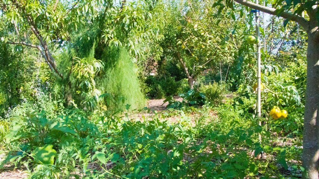 Thriving Backyard Food Forest, 5th Year Suburban Permaculture Garden