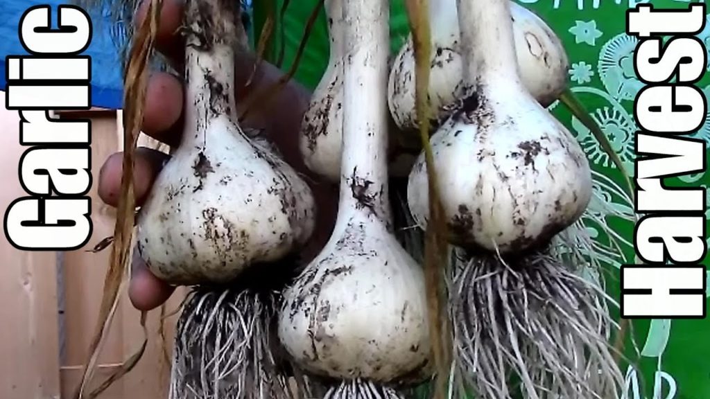 Garlic Harvest & Succession Planting Vegetable Amaranth