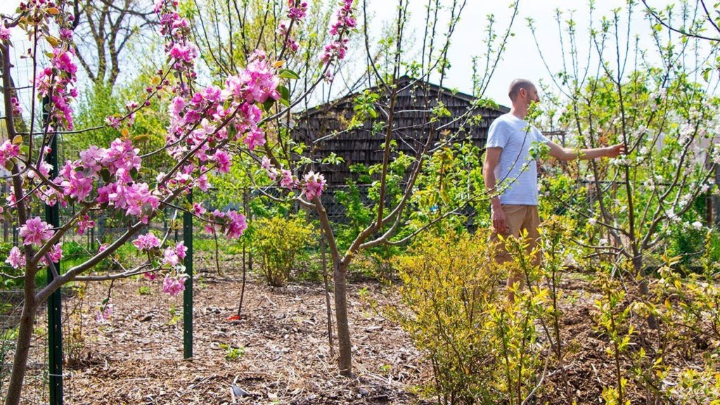 James Prigioni: FOOD FOREST GARDEN TOUR, The Fruit is Setting! FOOD FOREST GARDEN TOUR, The Fruit is Setting!