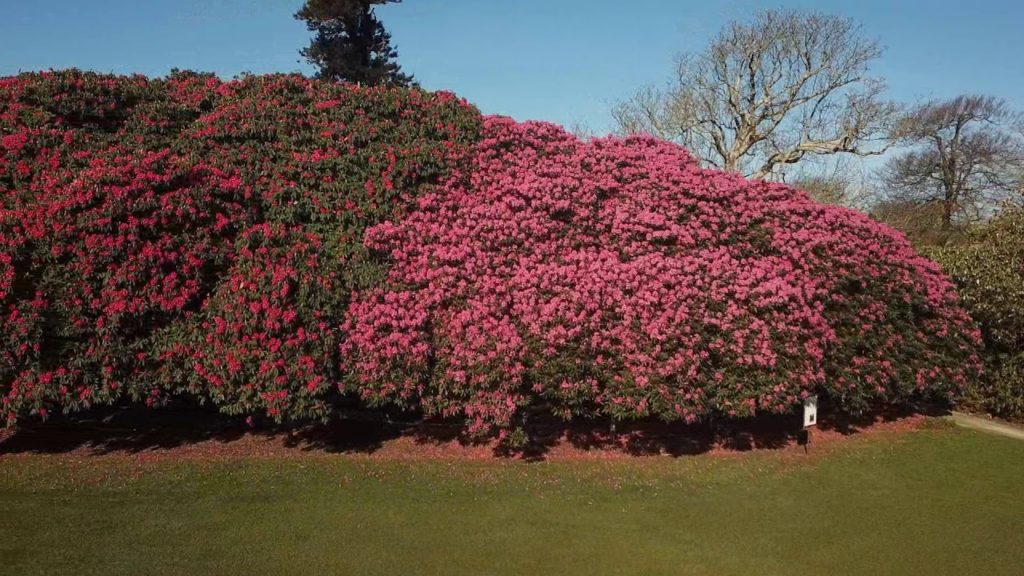 Stunning Rhododendrons in bloom at The Lost Gardens of Heligan